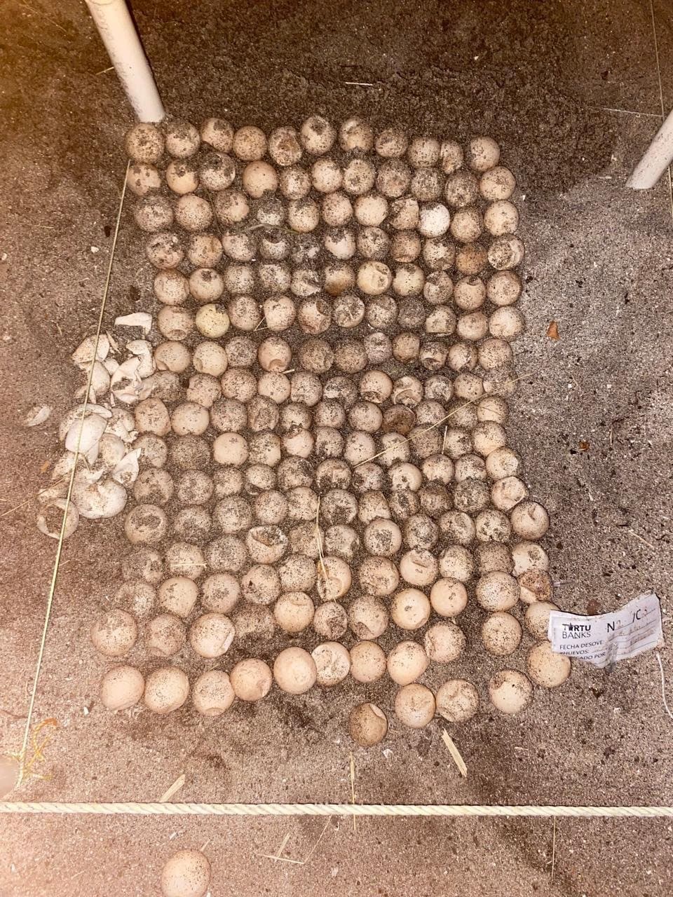 Nido de huevos de tortuga bajo protección